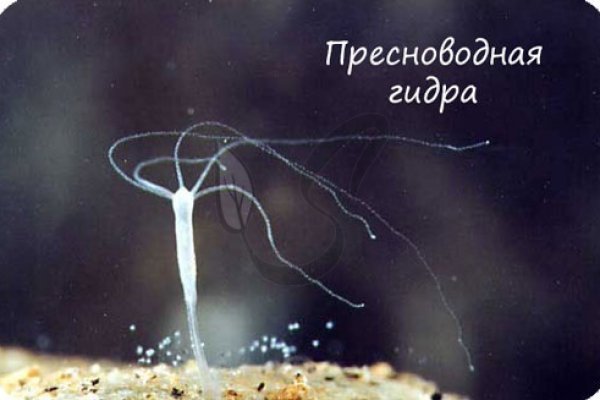 Онион сайты